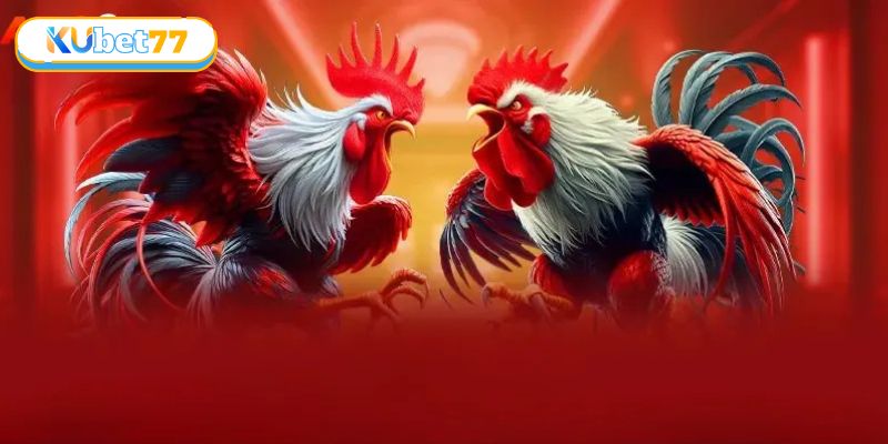 Đọc ngay luật lệ được quy định trong sới đá gà Thomo